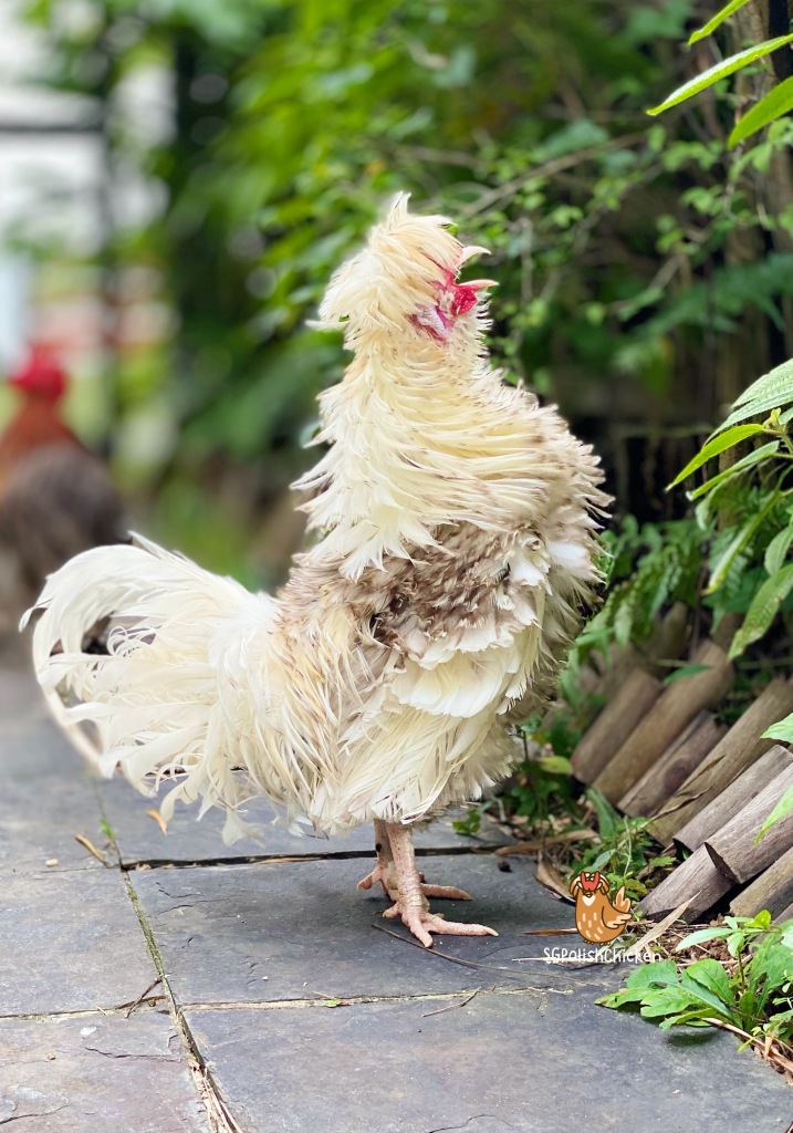 pet polish chicken singapore